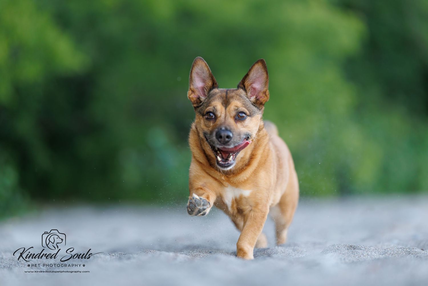 A happy brown dog runs energetically toward the camera on a sandy path with lush green trees in the background.