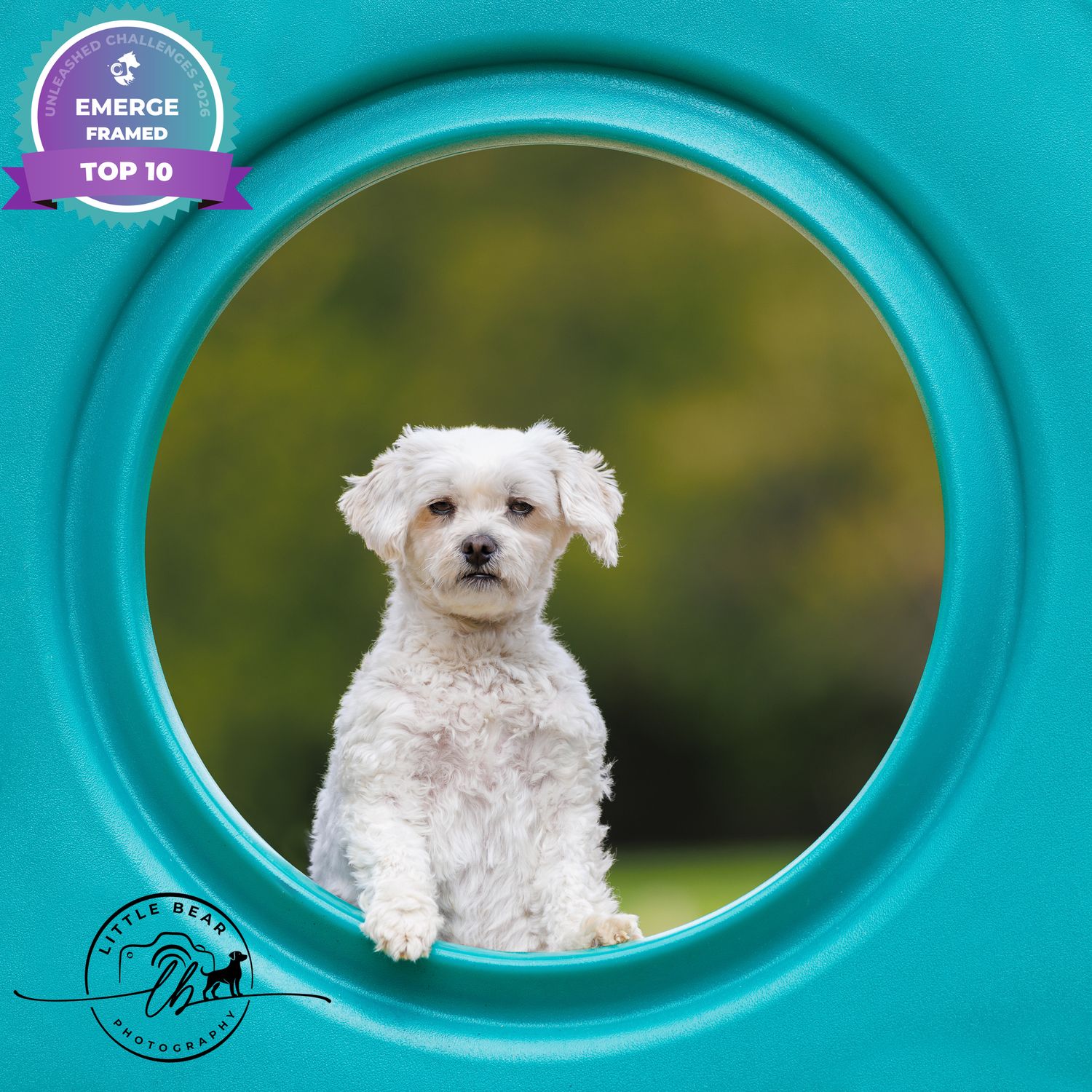 A fluffy white Maltese dog sits outdoors, framed in a teal circle, featured in Emerge Framed Top 10.