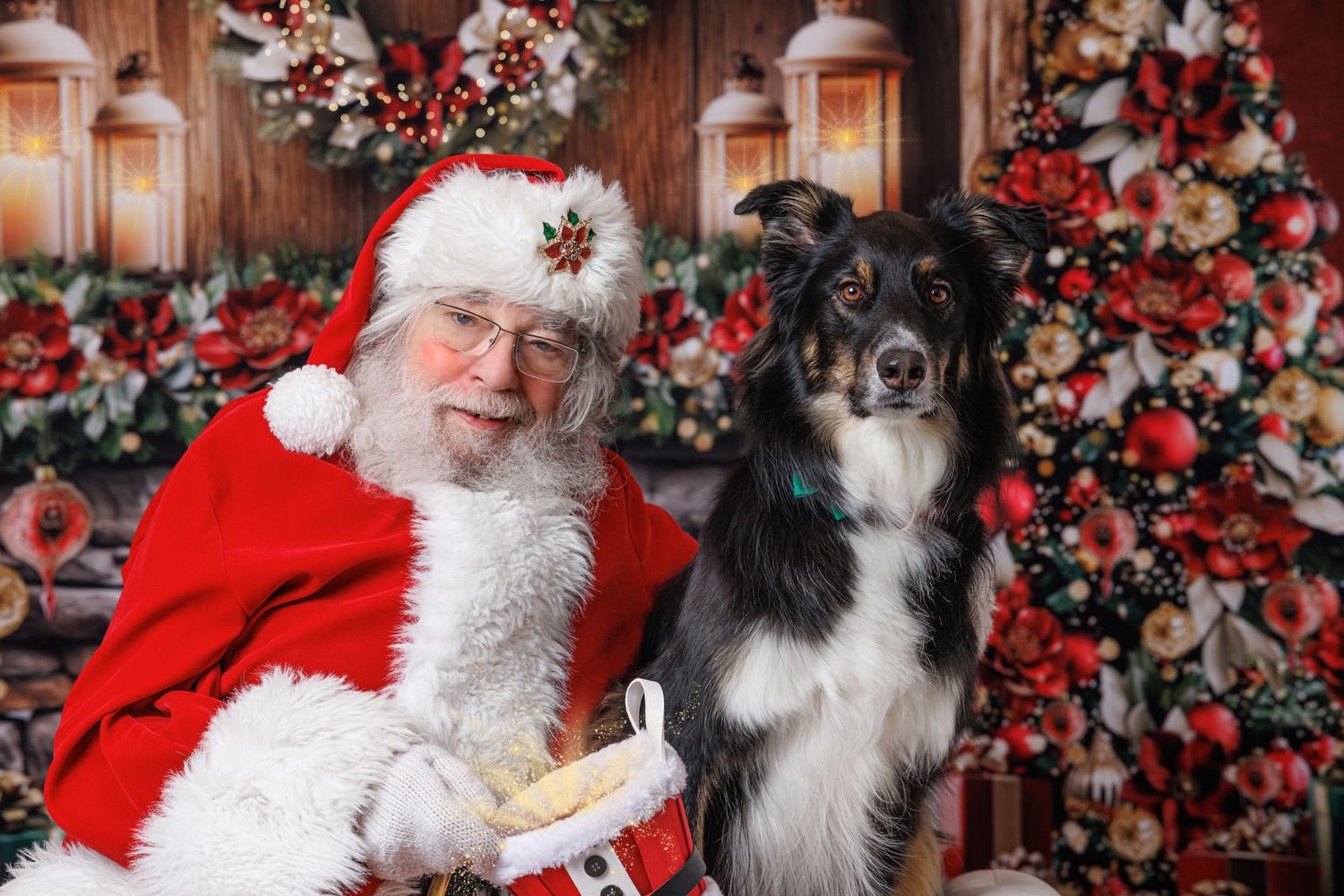 Santa Claus poses with a black and white Border Collie dog in front of a decorated Christmas tree.