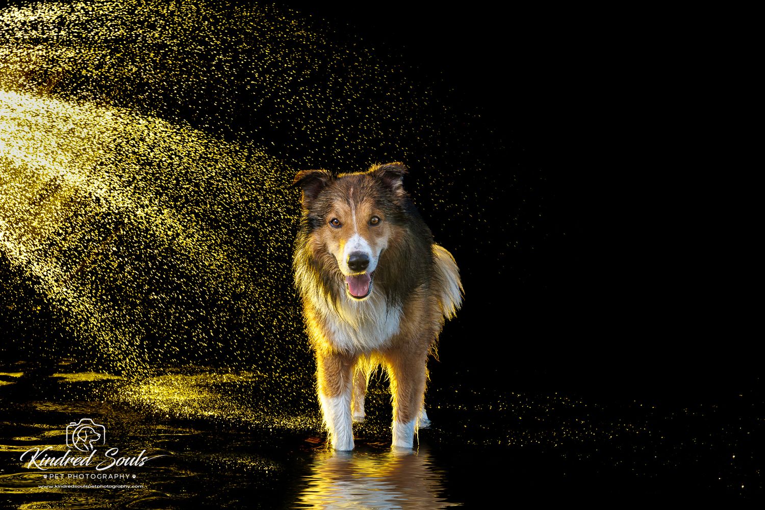 A wet Australian Shepherd dog shaking off golden water droplets against a dramatic black background.