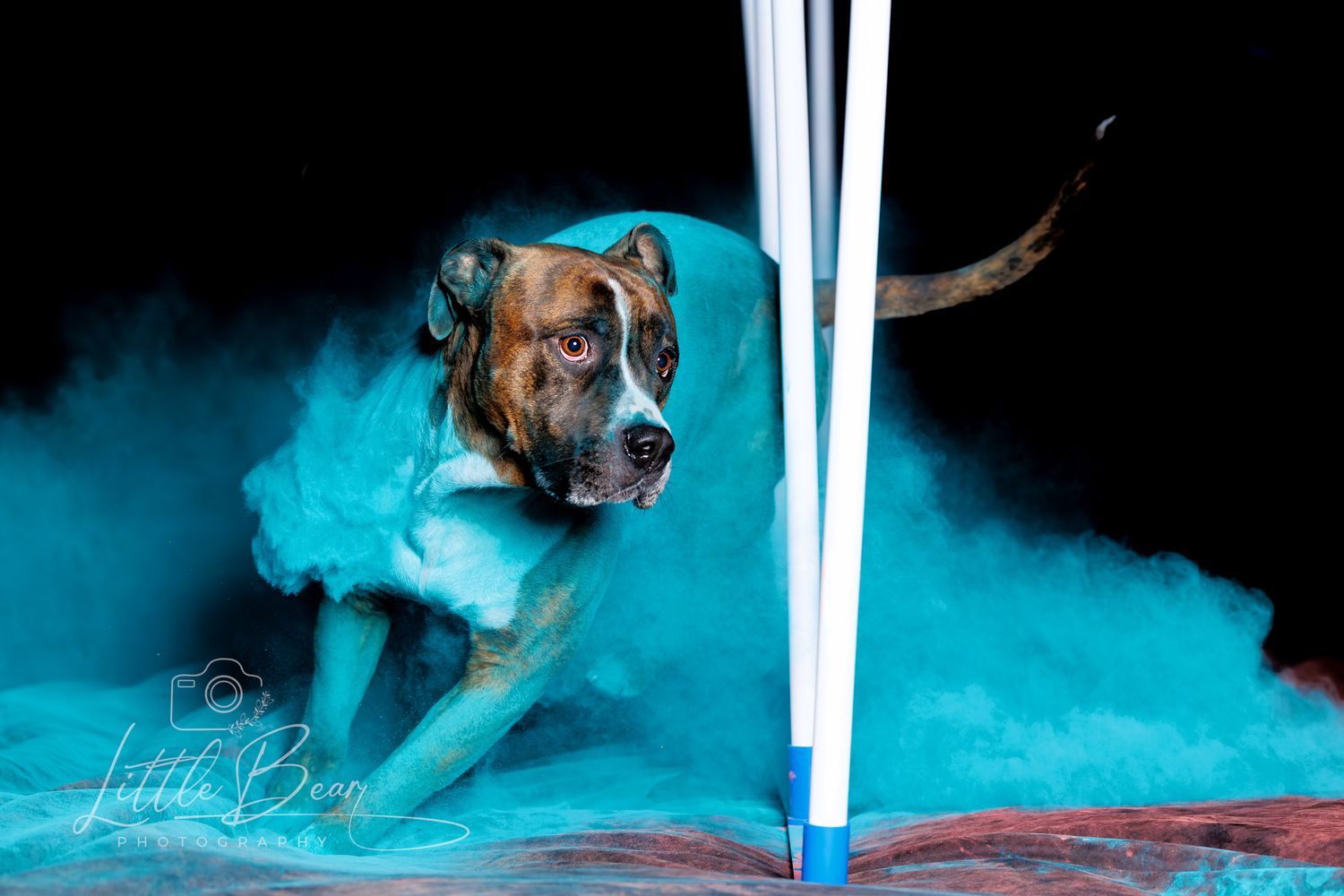 Brindle dog in a teal tutu surrounded by vibrant blue powder smoke on a dark background.