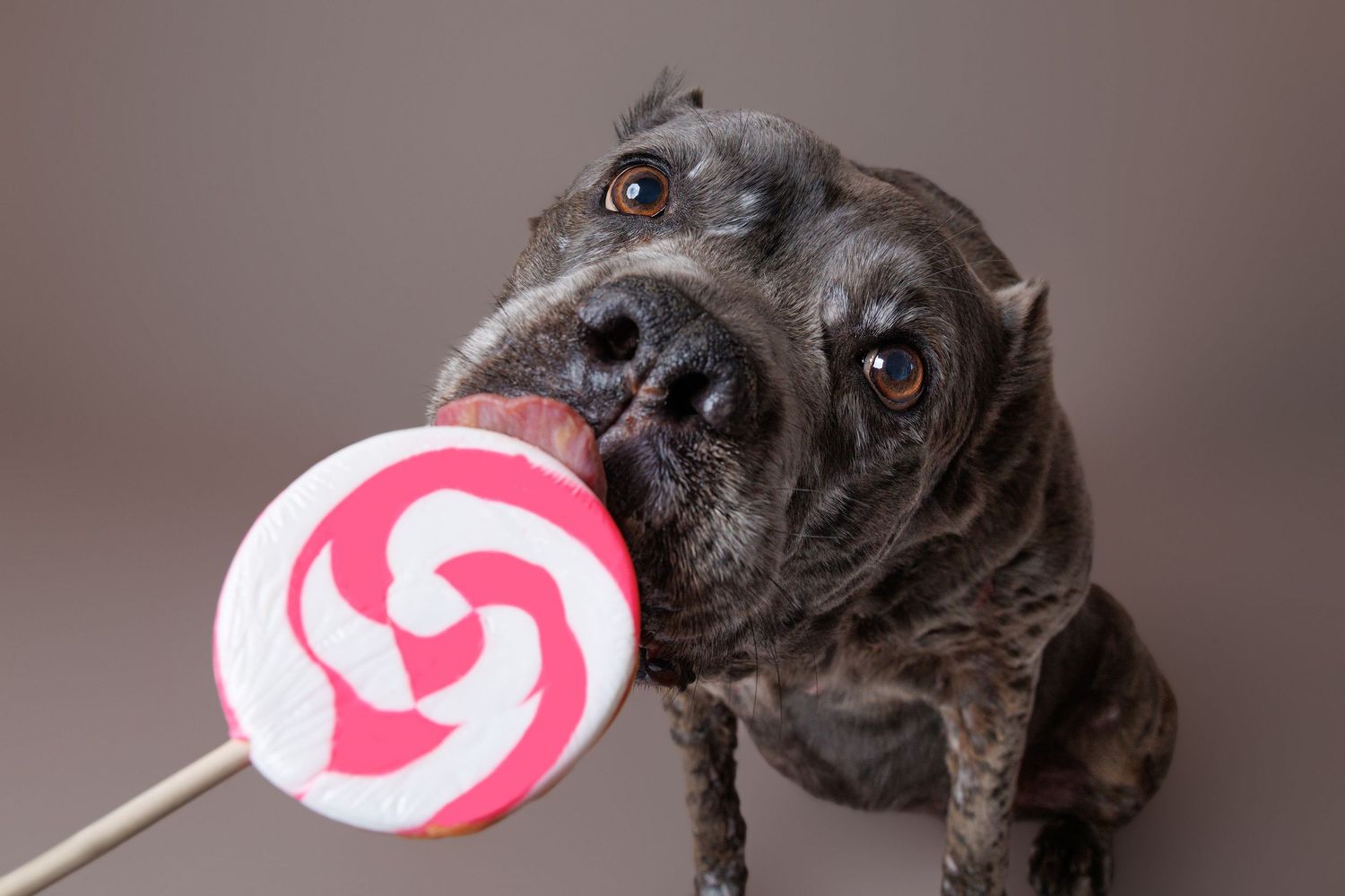 A brindle Cane Corso dog licks a large pink and white swirl lollipop against a gray background.