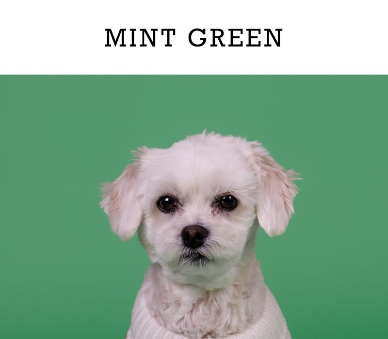 White Maltese dog portrait on mint green background.