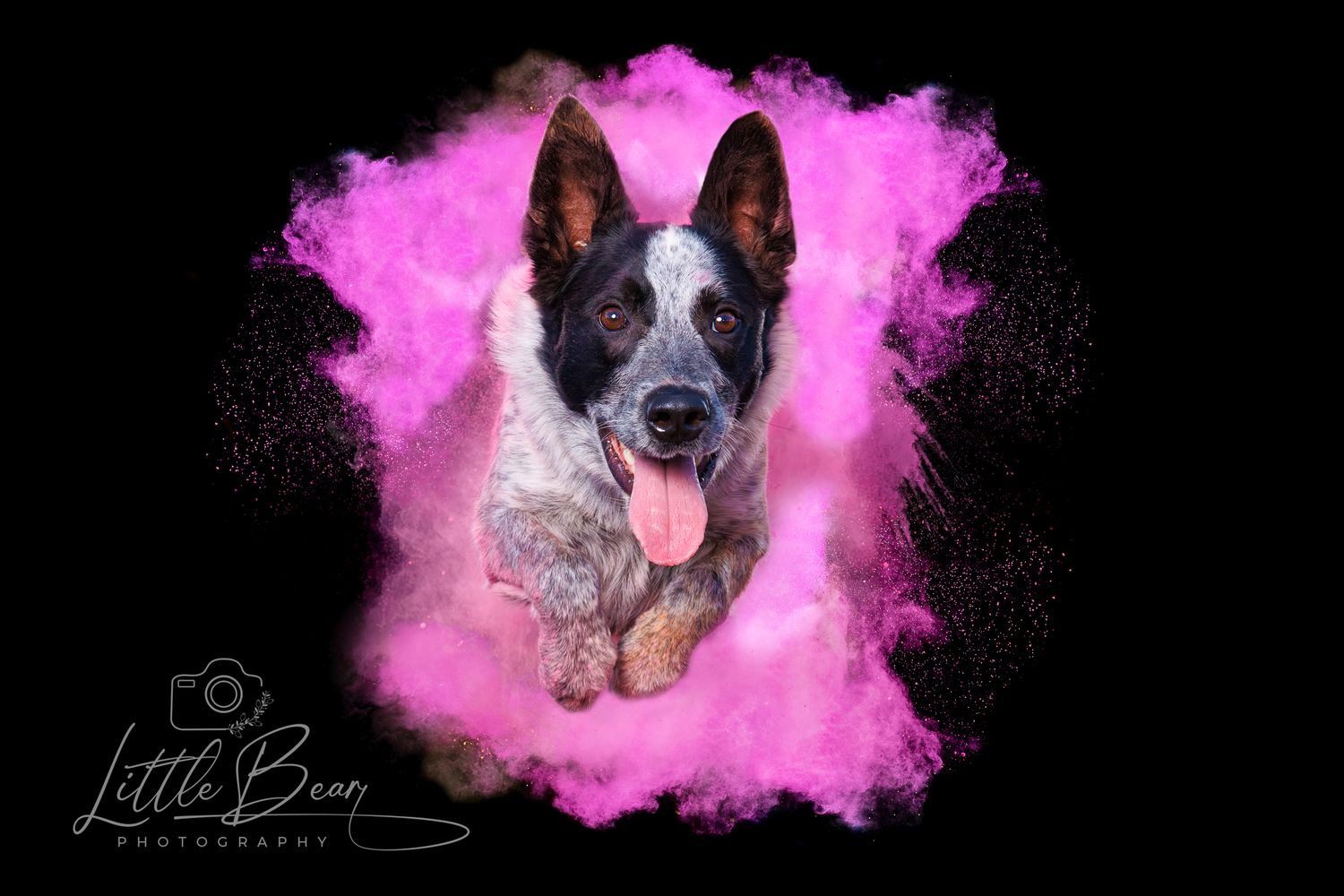 Australian Cattle Dog portrait surrounded by vibrant pink powder explosion on black background by Little Bean Photography.