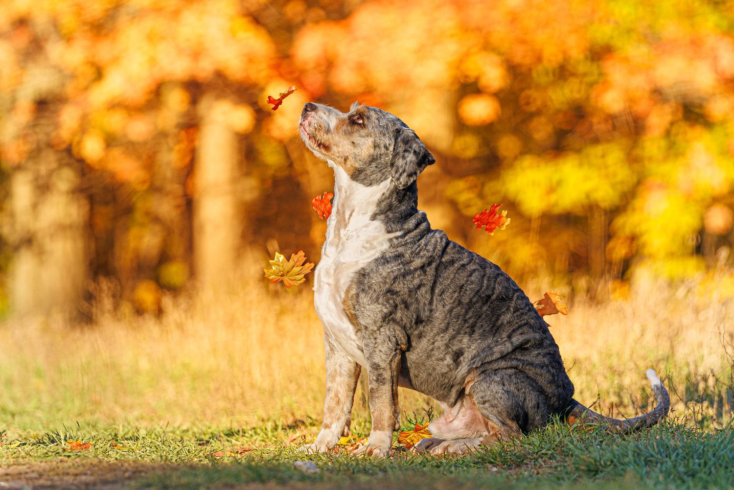 A brindle dog sits on grass surrounded by vibrant autumn foliage in golden and red hues on a sunny fall day.