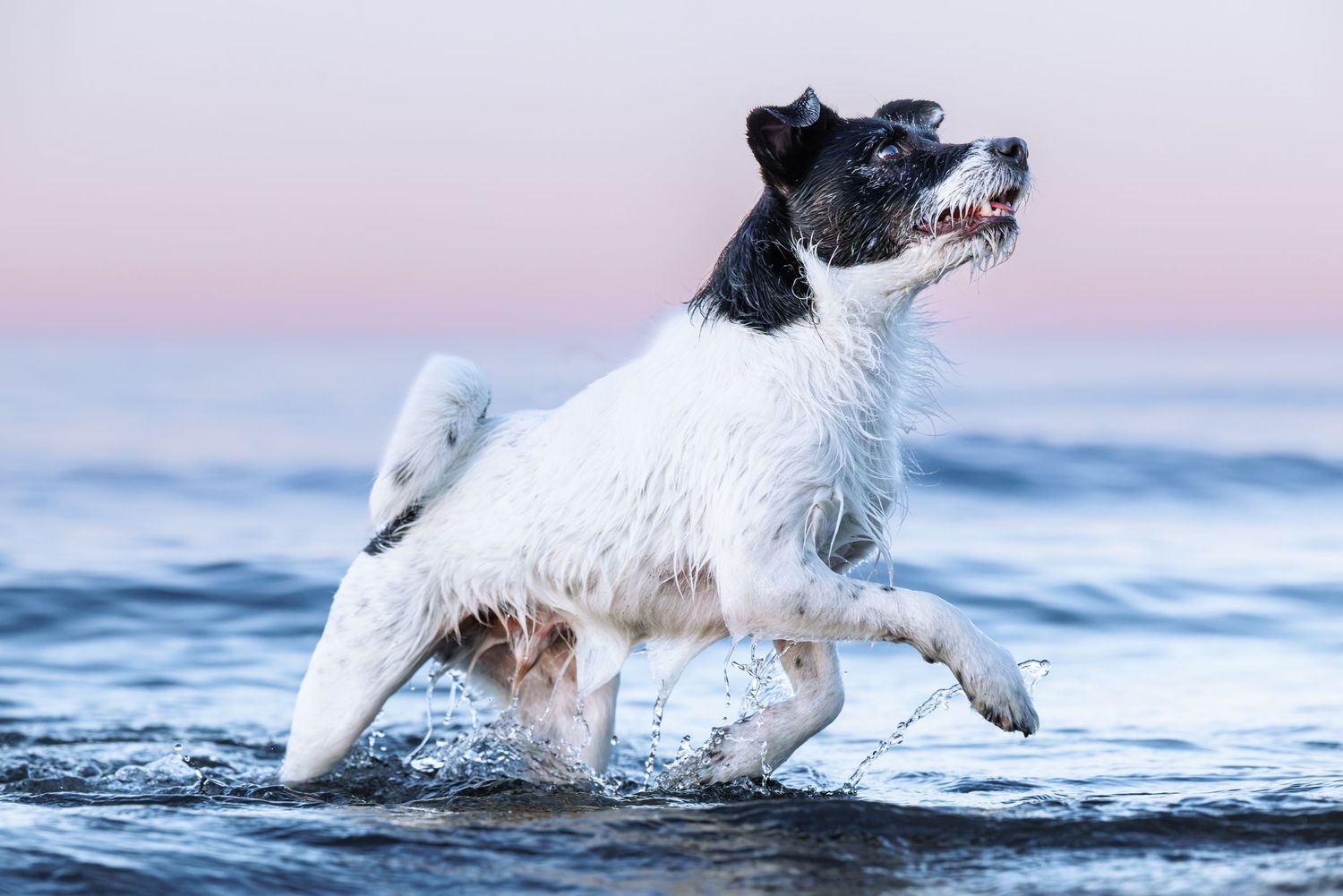 A wet black and white dog runs energetically through ocean waves at dusk.