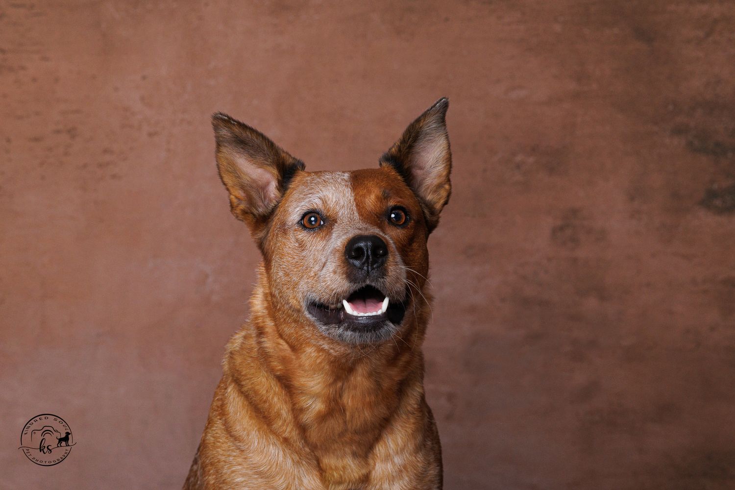 A happy red Australian Cattle Dog poses for a professional portrait against a warm brown studio background.