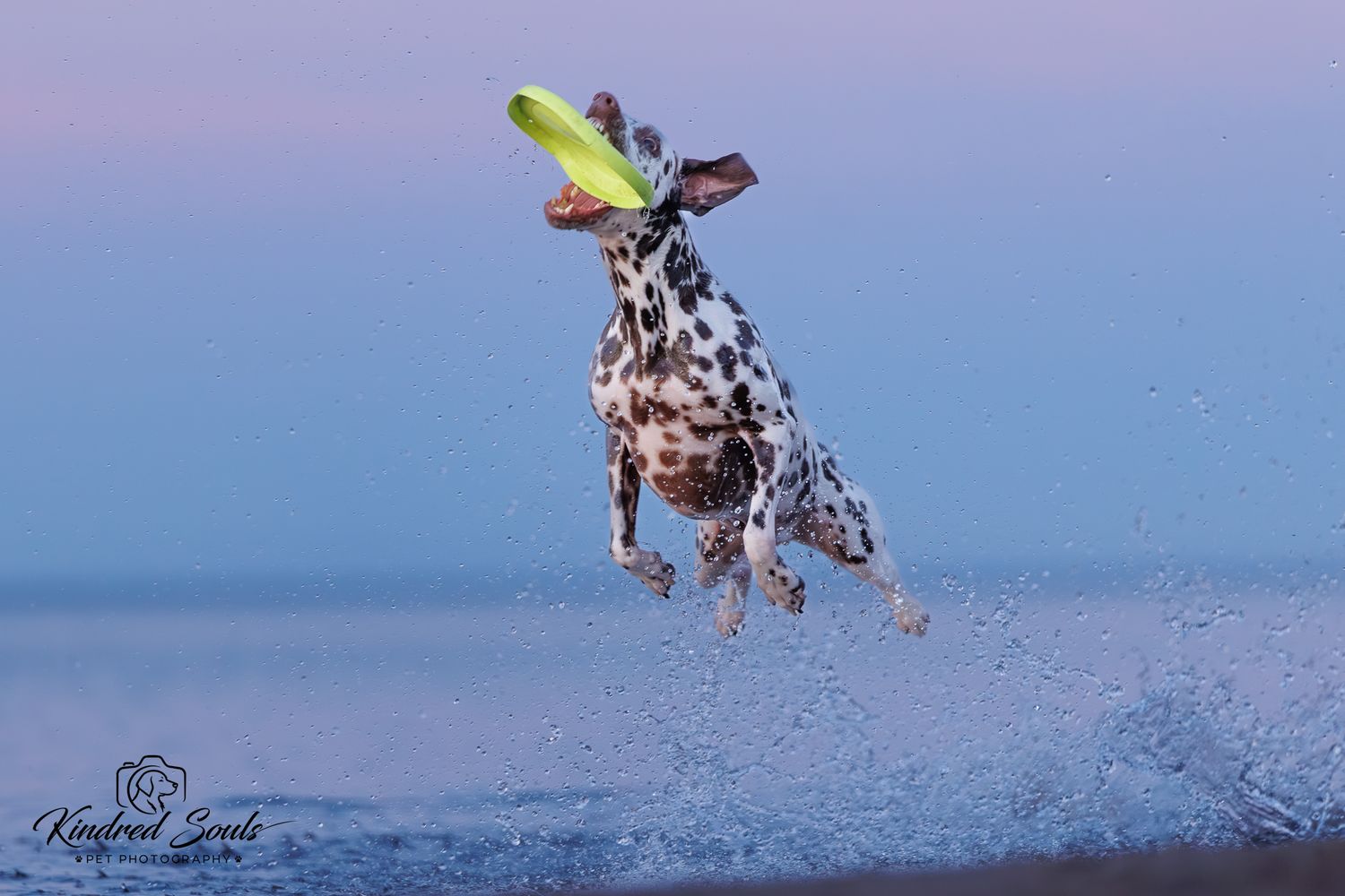 Dalmatian dog leaping out of ocean water to catch a green frisbee at dusk.