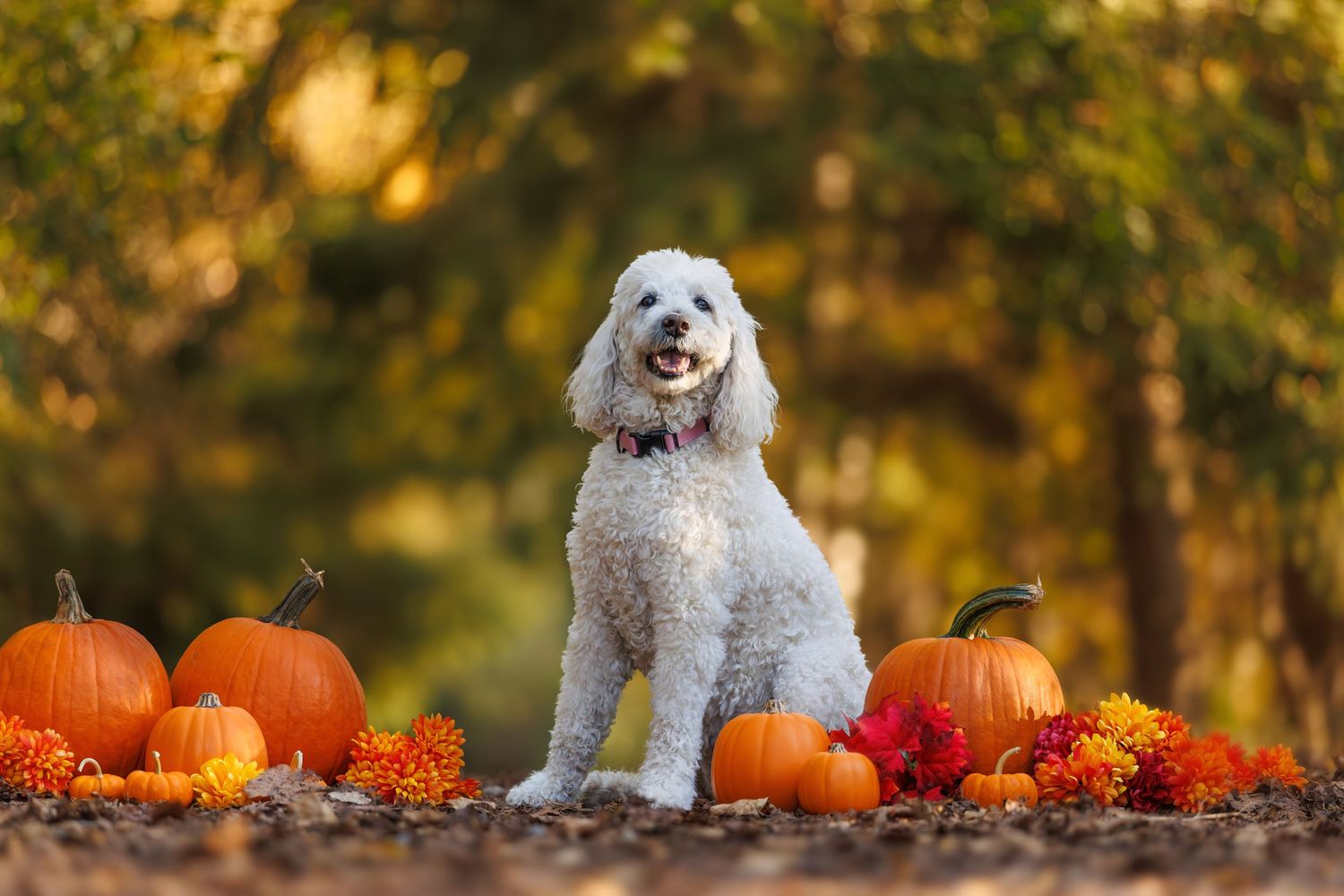 White poodle dog sitting among orange pumpkins and marigold flowers in an autumn outdoor setting.