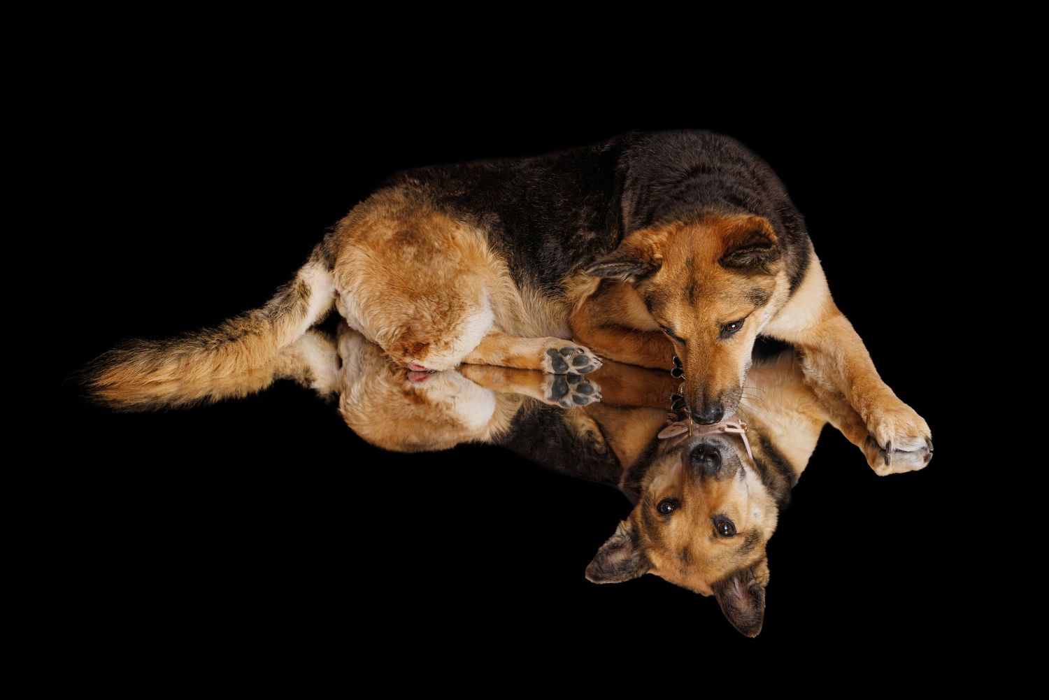 Two German Shepherd dogs lying on a black background, one reflected as a mirror image.