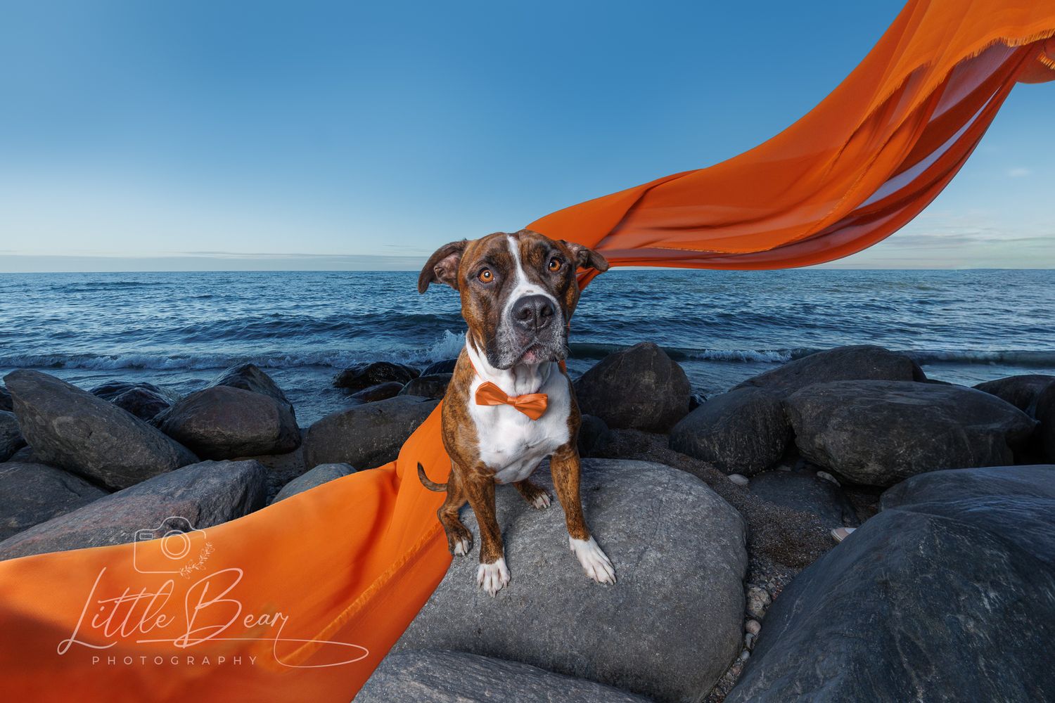 A dapper Boxer dog wearing a bow tie sits on rocks by the ocean with an orange fabric flowing behind.