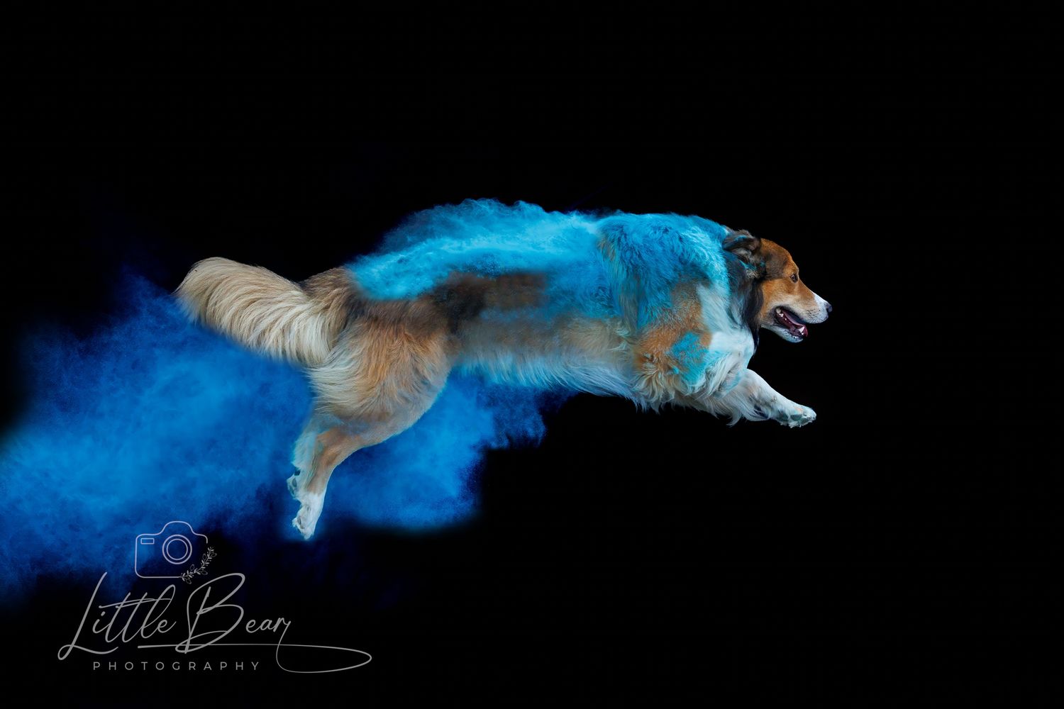A dog mid-leap surrounded by blue powder paint against a black backdrop.