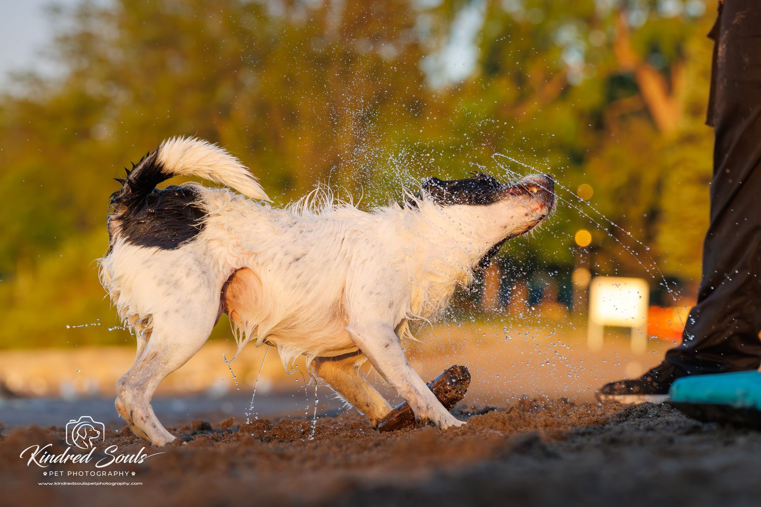 Wet dog shaking off water on a sandy beach in golden hour sunlight.