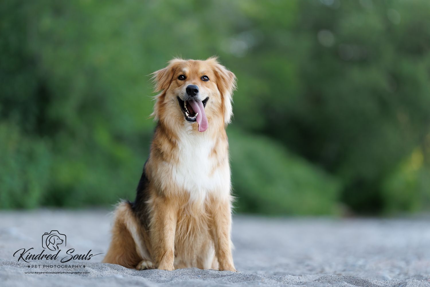 A happy golden fluffy dog sits on sandy ground with lush green trees in the background.