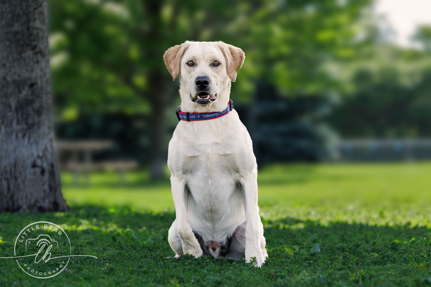 A yellow Labrador Retriever sits on green grass wearing a purple collar, posing in a sunny park setting.