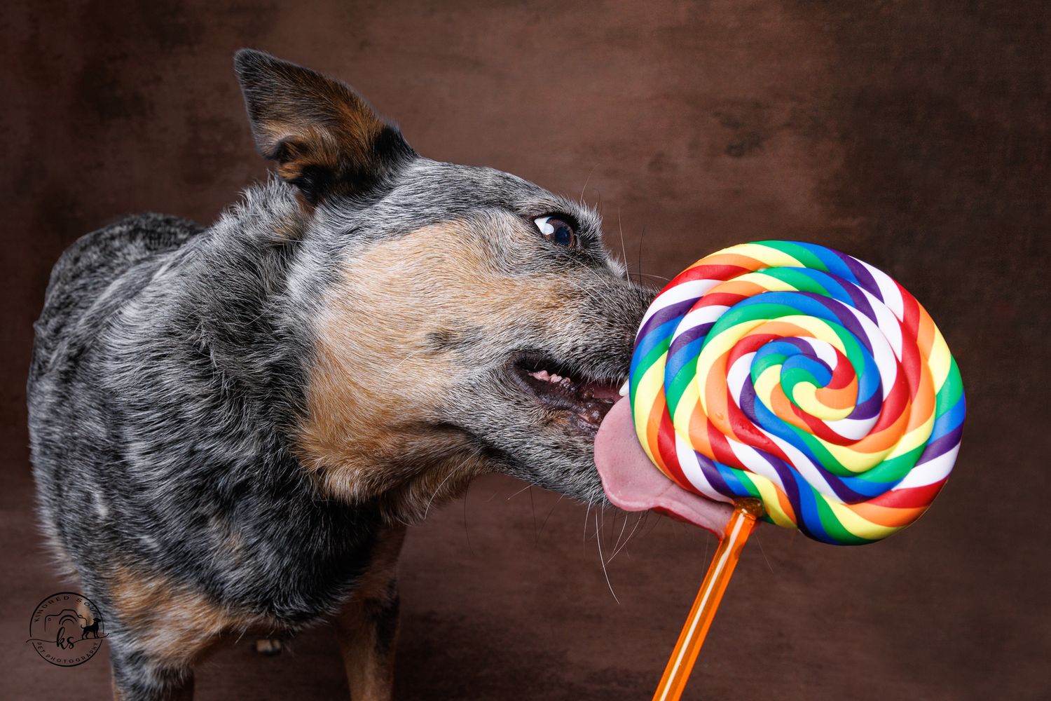 A blue heeler dog licking a large colorful rainbow swirl lollipop against a brown studio background.