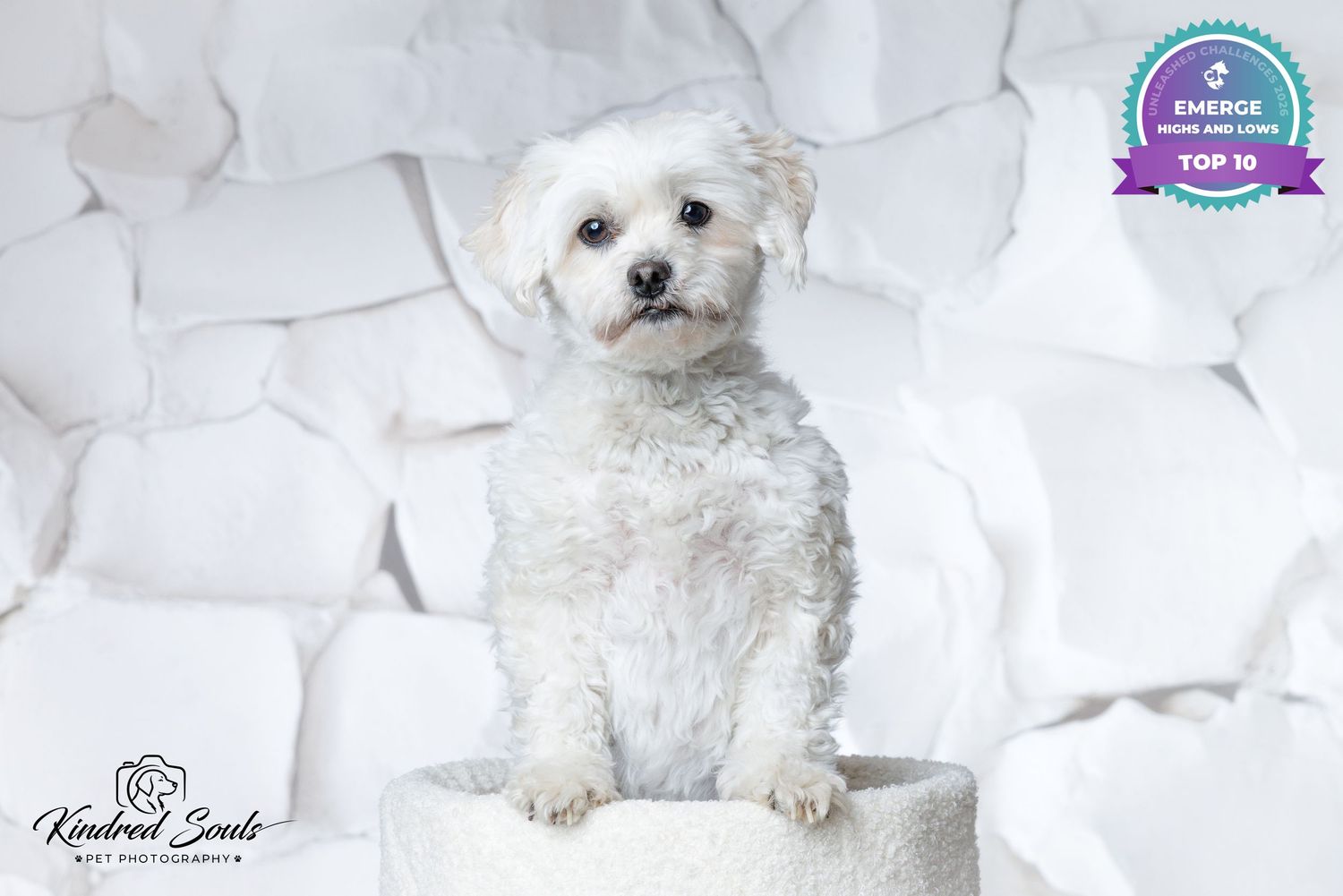 A fluffy white Maltese dog sits in a small white bucket against a crumpled paper background, featured in Emerge Top 10.