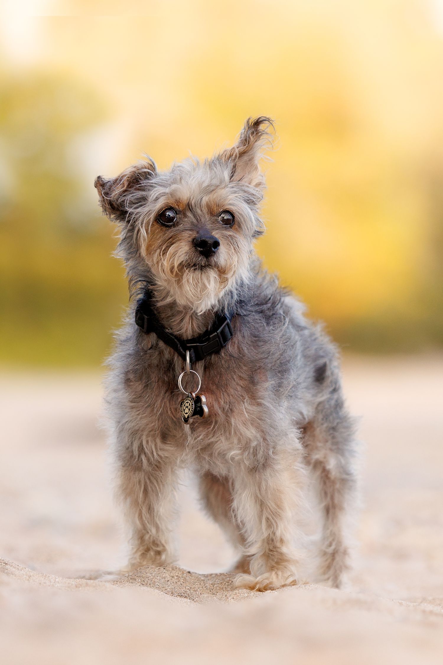 A small gray Yorkshire Terrier dog with a black collar stands alert on sandy ground outdoors.