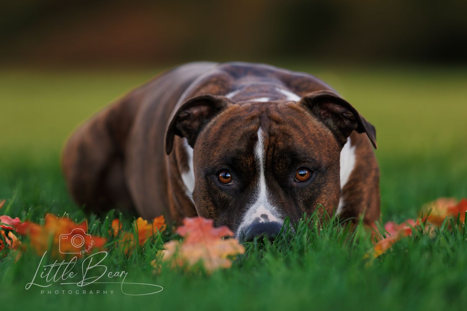 A brindle Boxer dog lies low on green grass staring intently at the camera beside a fallen maple leaf.