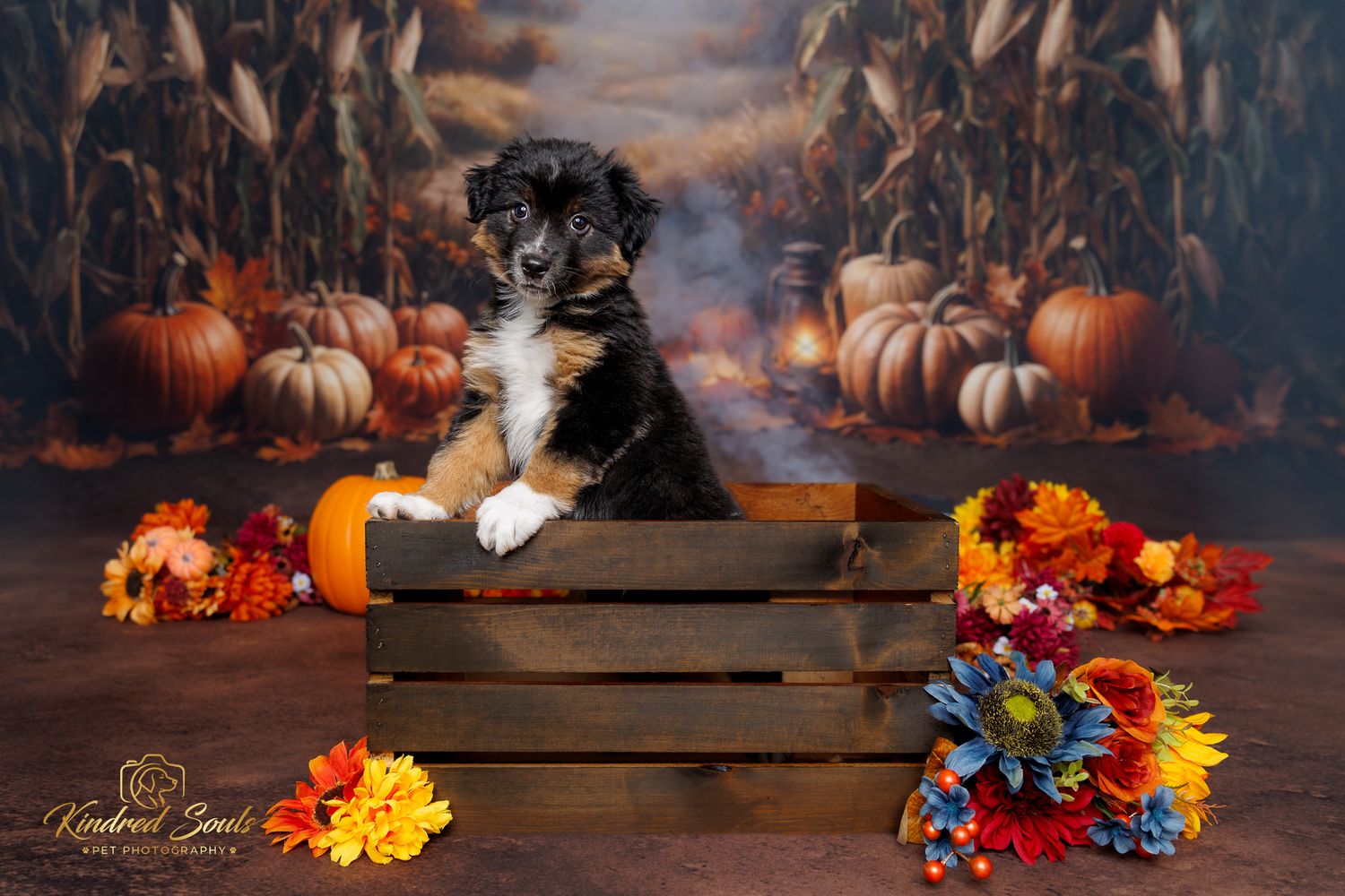 Adorable tricolor puppy sits in a wooden crate surrounded by pumpkins and colorful fall flowers in a festive autumn photo.