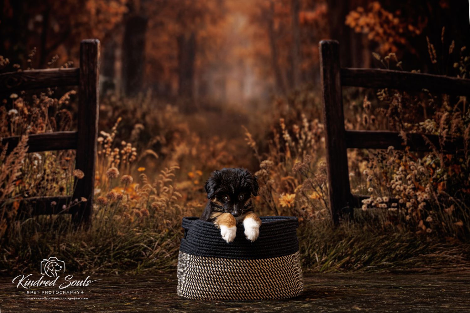 Small black and tan puppy resting in a rope basket between rustic wooden fences in fall foliage.
