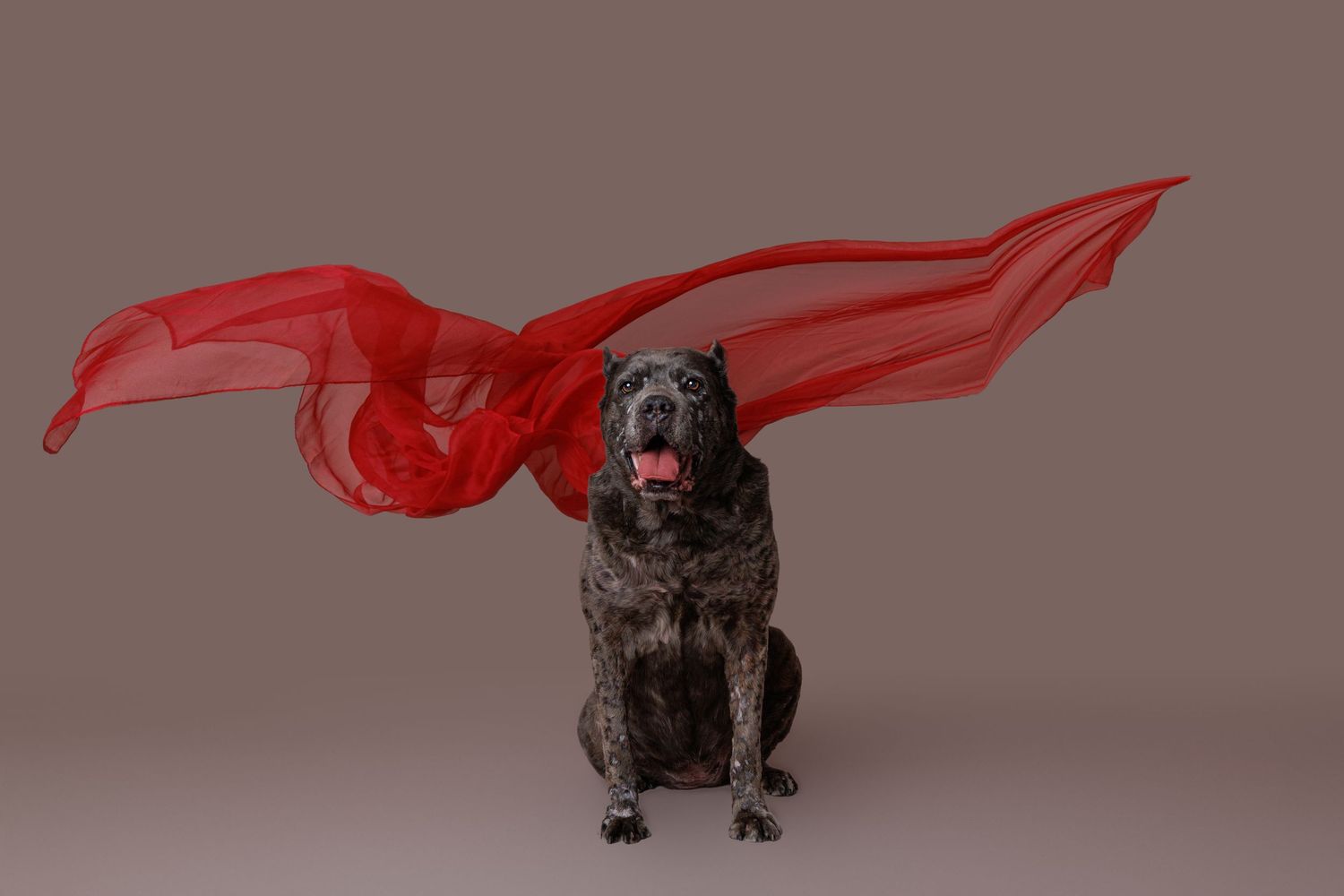 Majestic brindle Cane Corso dog sitting with a flowing red cape in a dramatic studio photo.