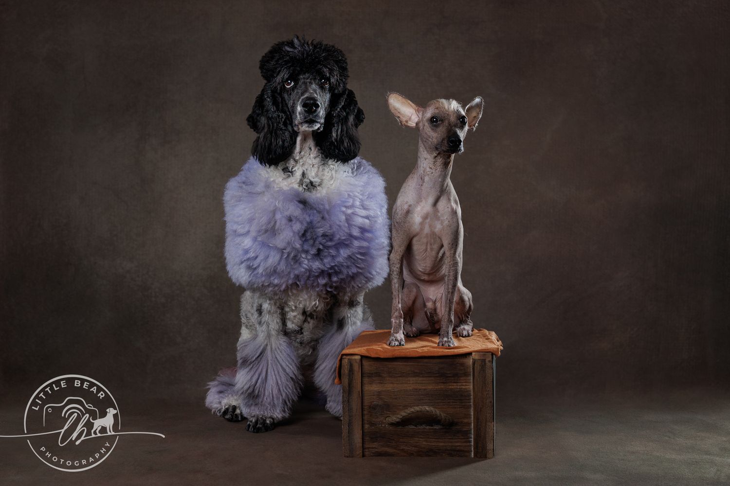 A fluffy black poodle and a hairless Chinese Crested dog pose together on a wooden crate in a studio portrait.