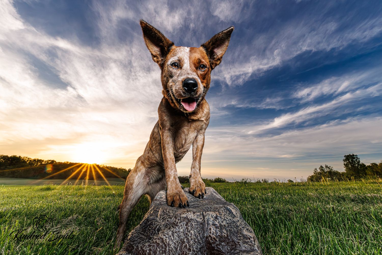 A confident dog stands on a rock in a green field at sunset with dramatic clouds in the background.