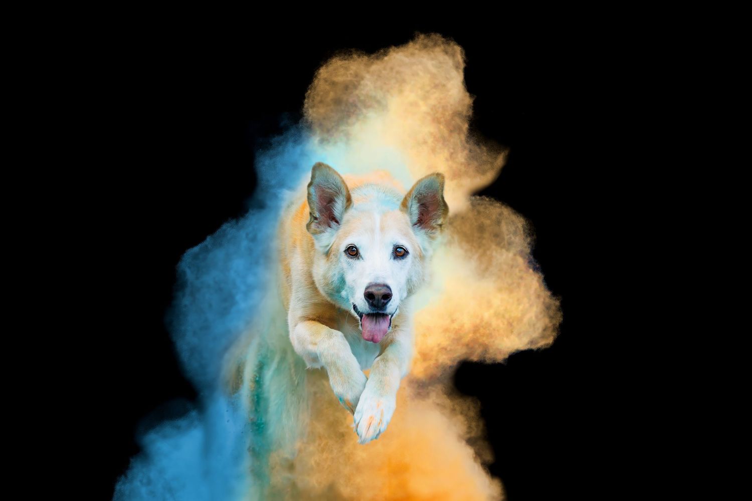 White Husky dog jumping through a colorful blue and orange powder cloud explosion on black background.