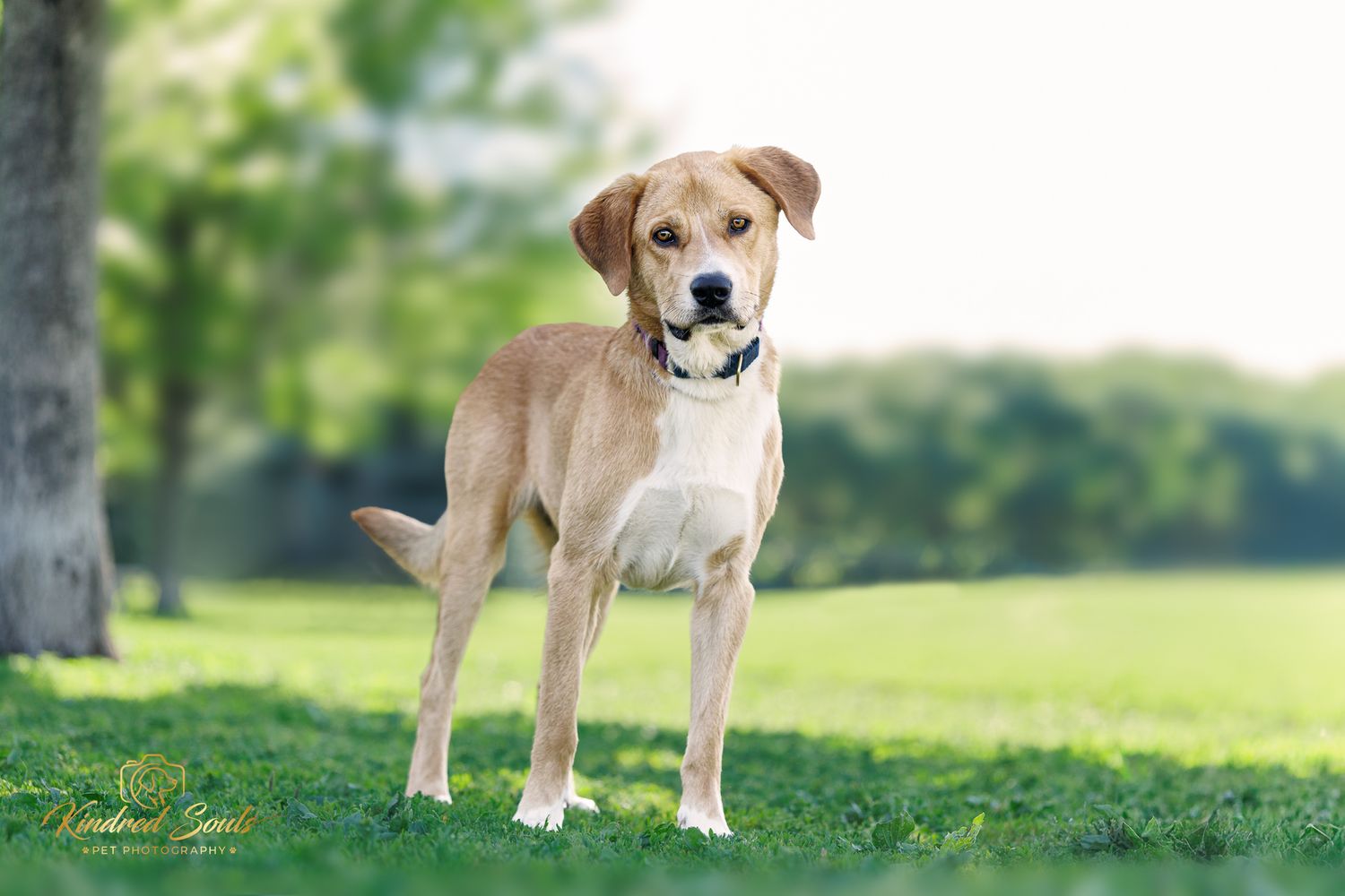 A golden Labrador mix dog stands on green grass in a park, holding a toy in its mouth, with trees in the background.