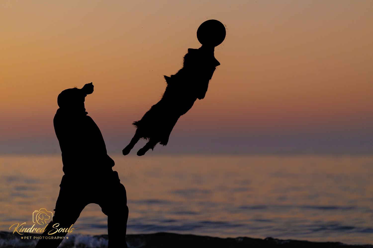 Silhouette of a person and dog leaping to catch a frisbee at sunset by the ocean.