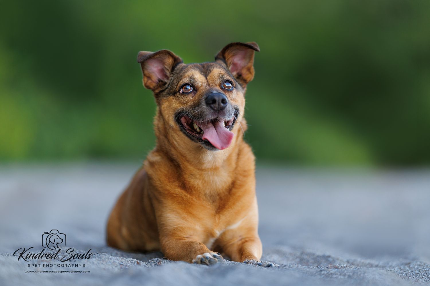 Happy brown mixed-breed dog lying on pavement with tongue out, ears perked, against a lush green bokeh background.
