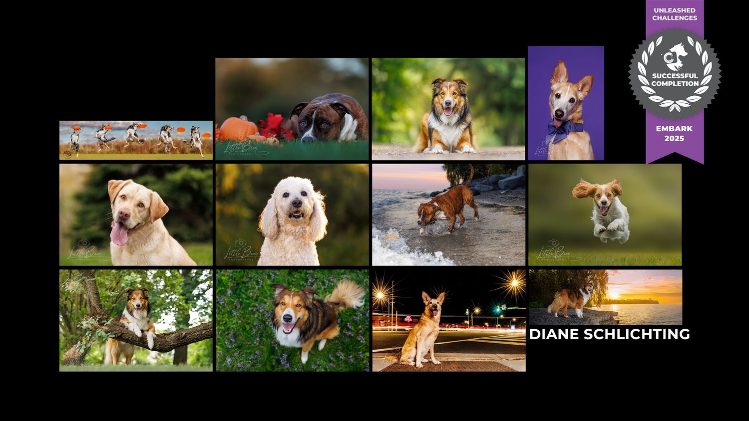 A collage of adorable dog photos by Diane Schlichting, featuring puppies and dogs in various outdoor settings.