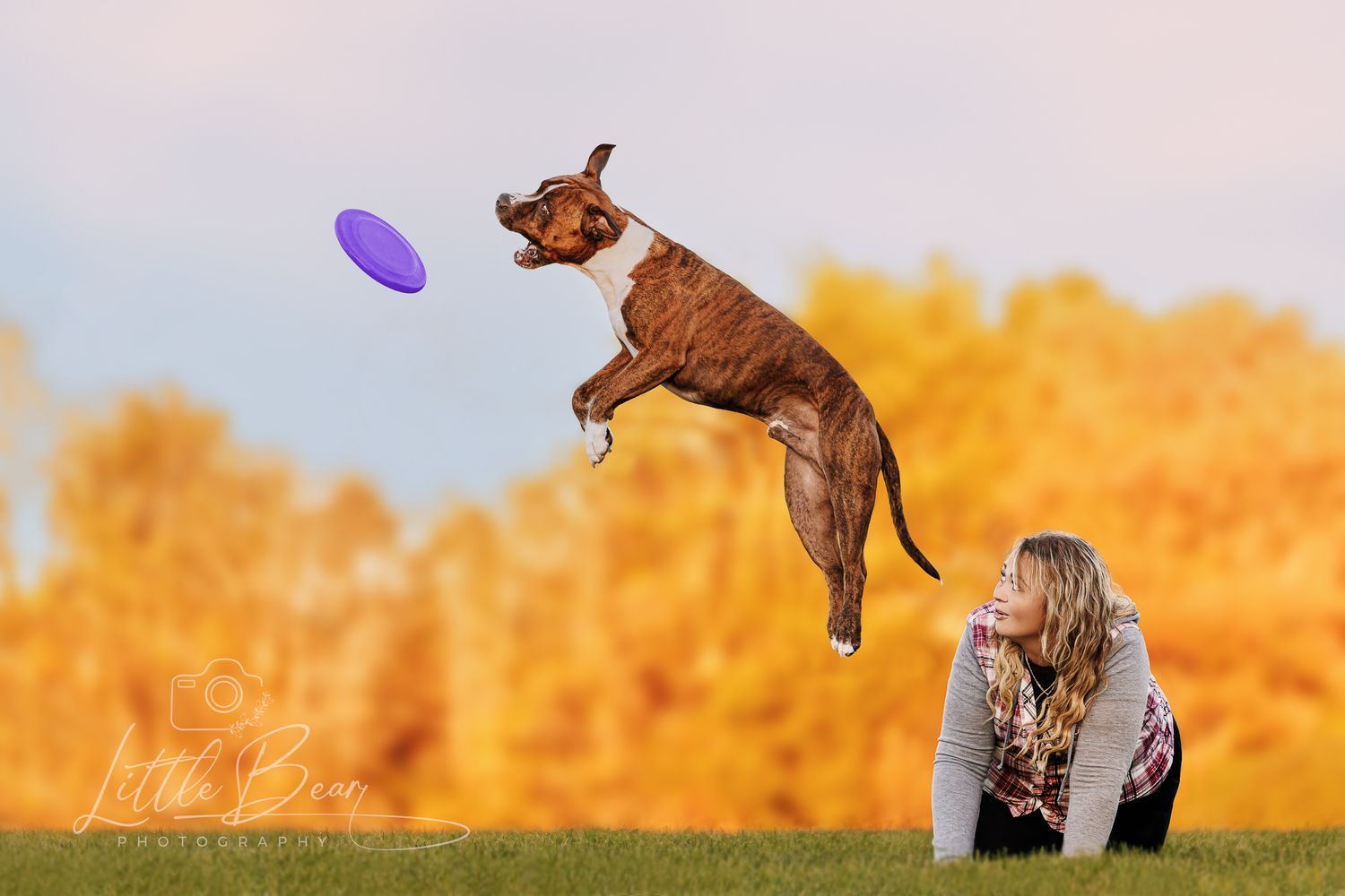 An athletic Boxer dog jumps to catch a purple frisbee mid-air as a blonde woman looks up from the grass.