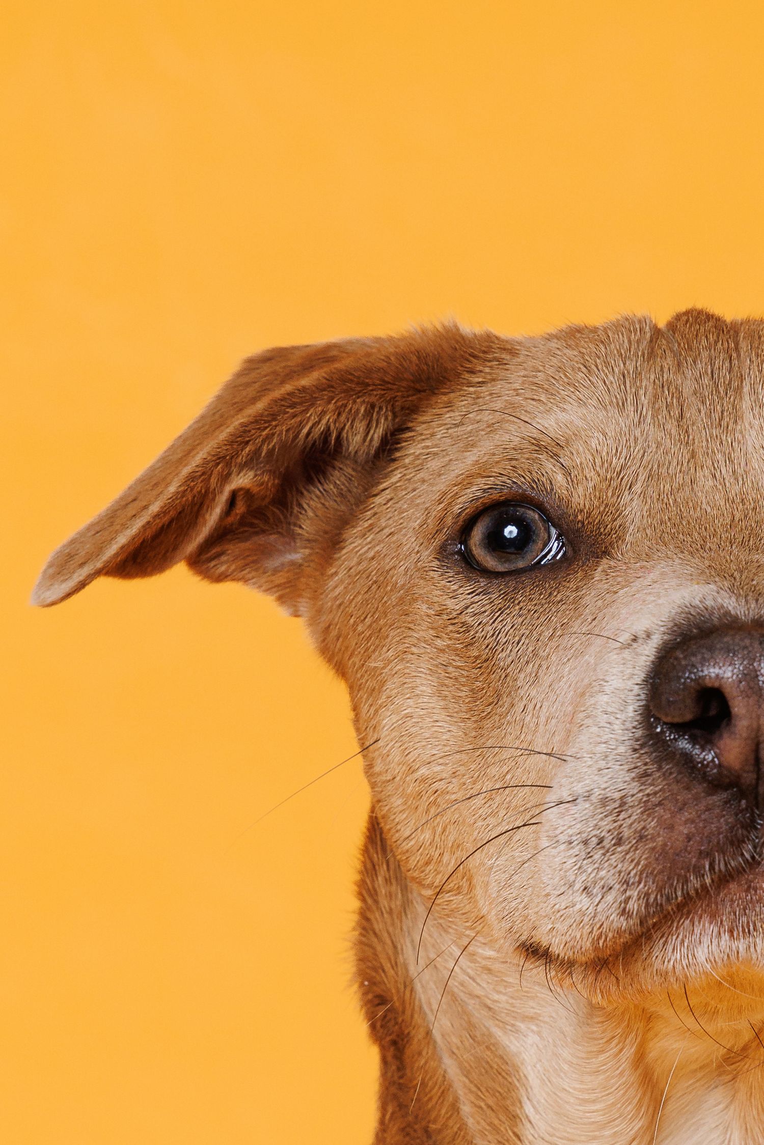 Close-up half portrait of a tan mixed breed dog with floppy ear on a bright yellow background.