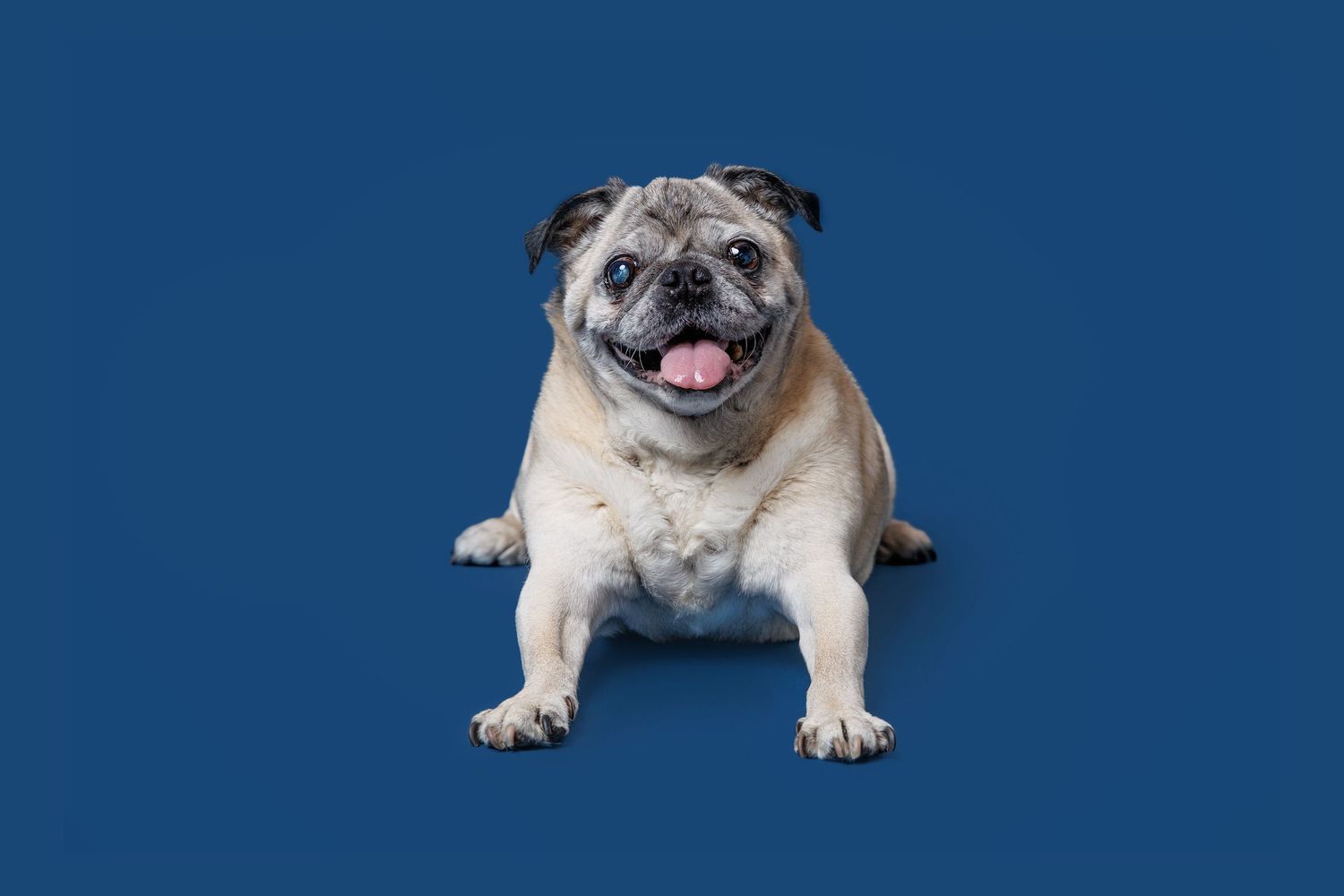 Happy pug dog lying down with tongue out on a blue studio background.