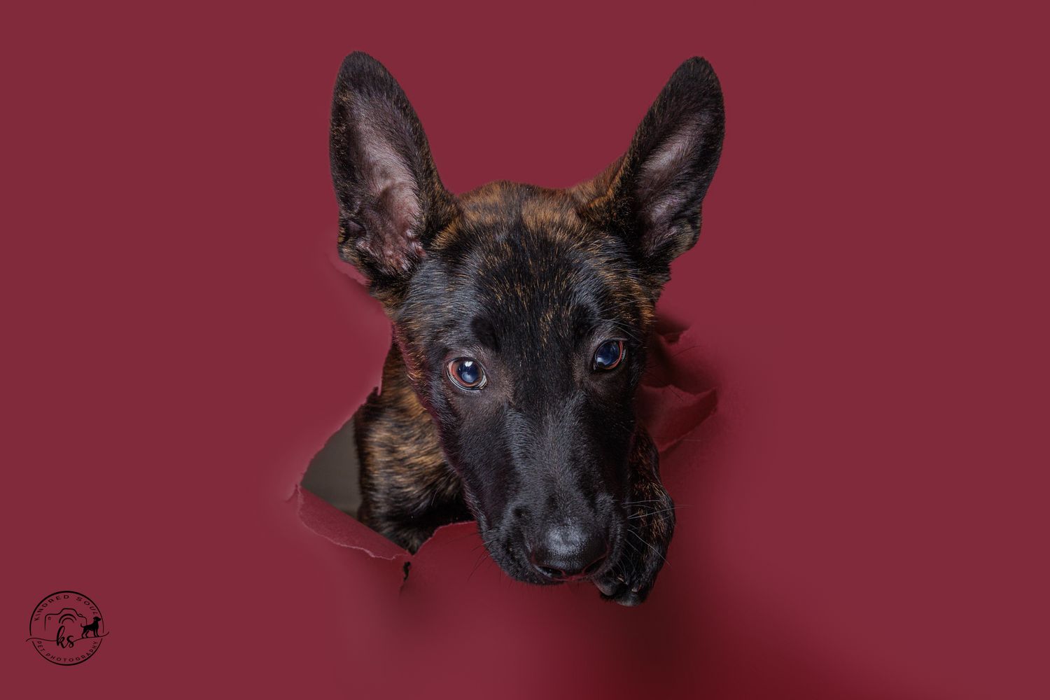 Brindle Belgian Malinois puppy peeking through a torn red paper hole in a creative studio photo.