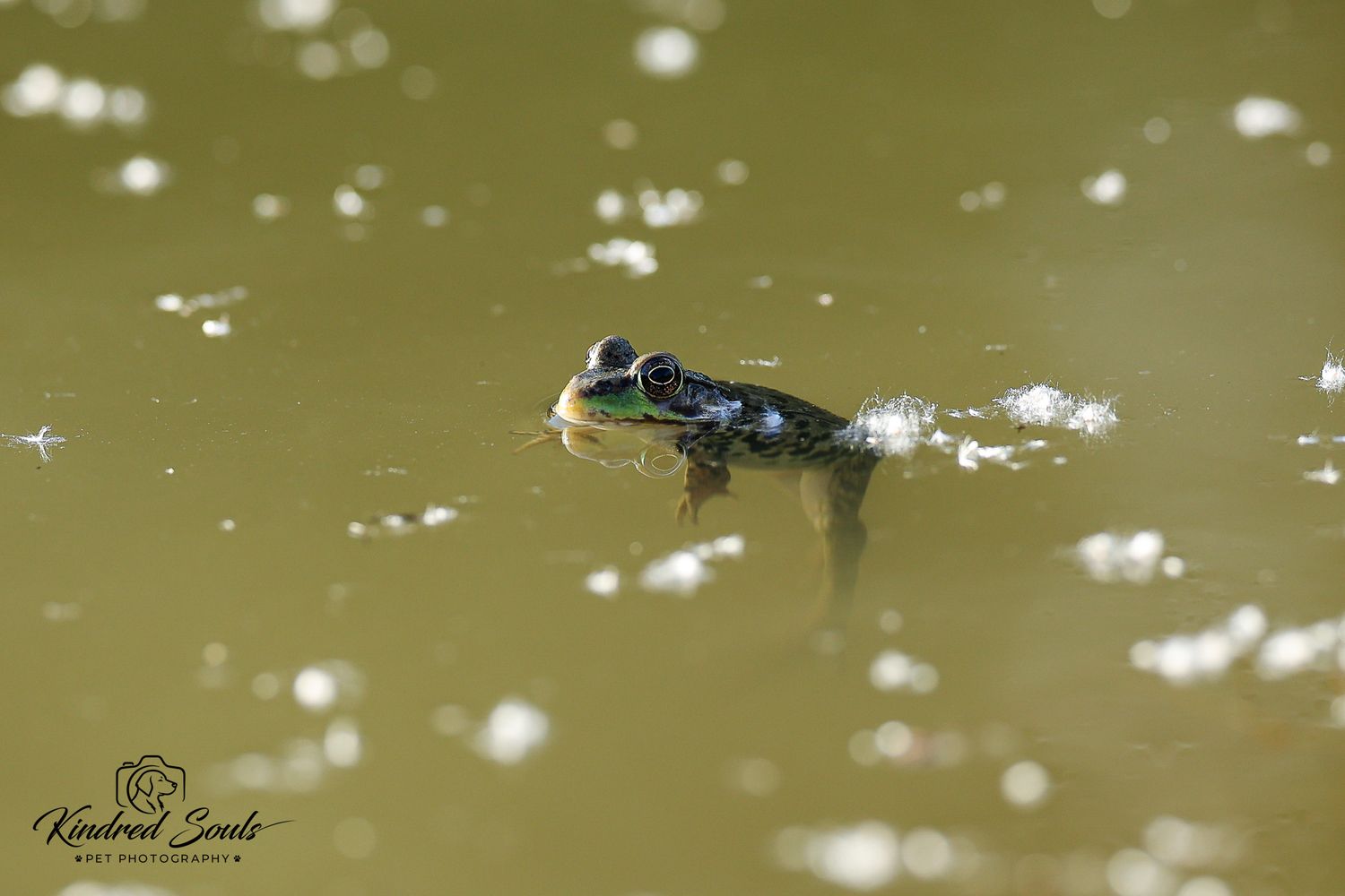 A green frog partially submerged in murky pond water, with its head above the surface surrounded by floating debris.
