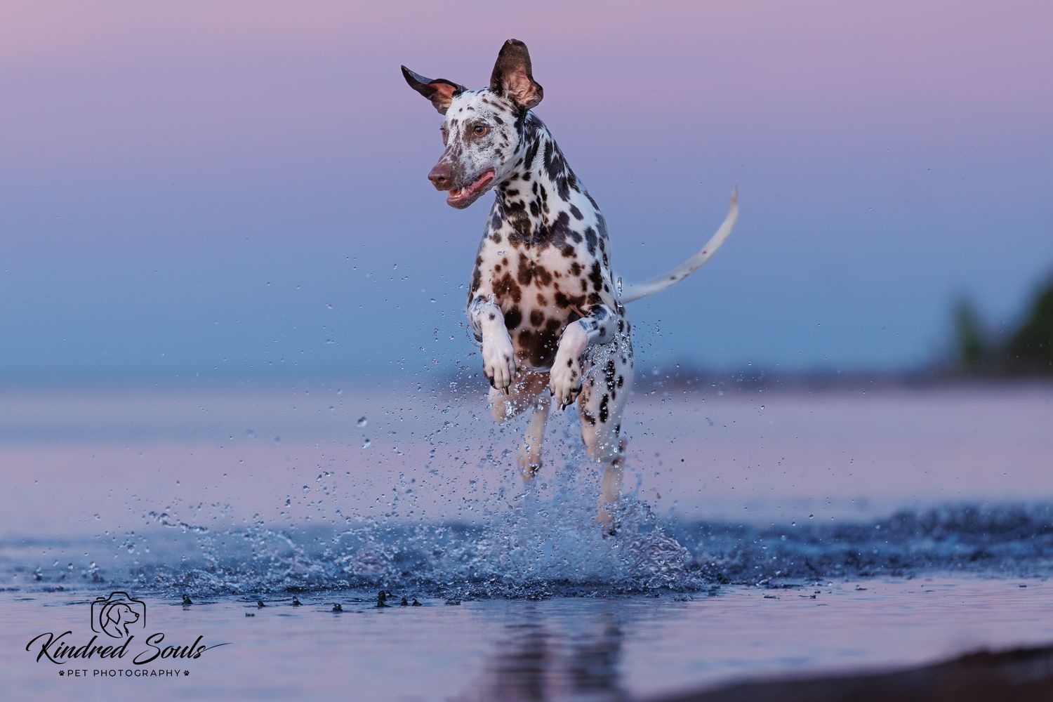 A Dalmatian dog joyfully splashing through shallow water at sunset with pink and purple sky in the background.