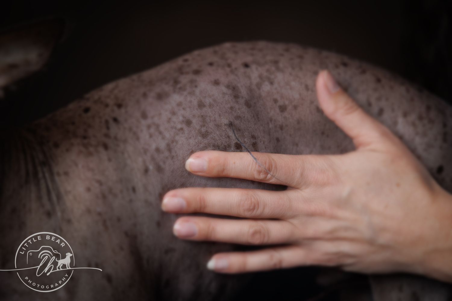 A hand gently resting on the dappled gray coat of a horse, showing texture and detail in close-up photography.