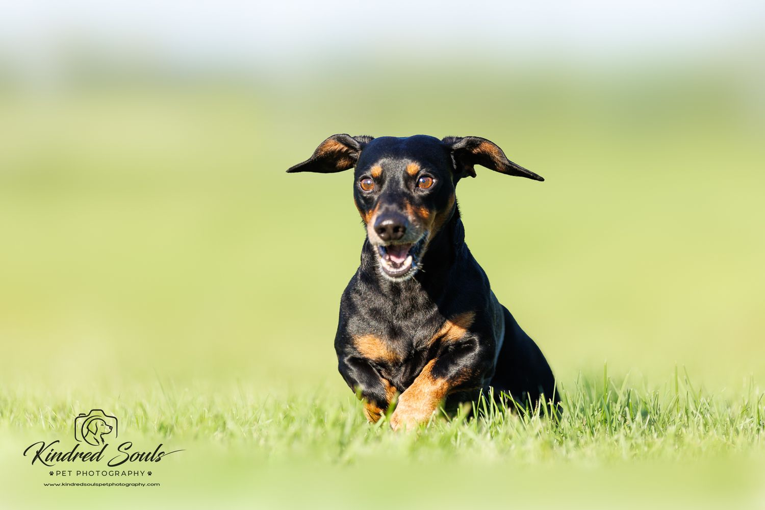 Black and tan Dachshund mix running through green grass with ears flapping, mouth open, looking happy outdoors.