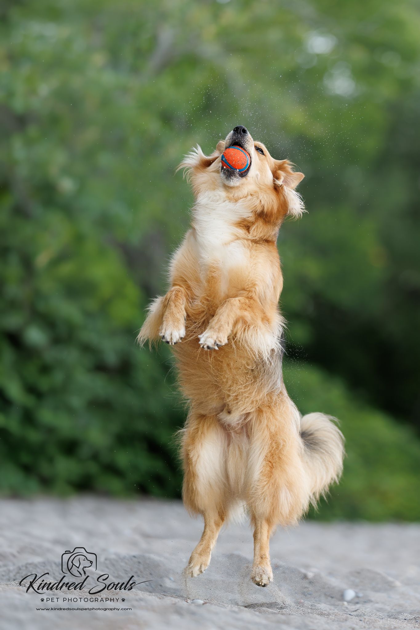 Golden dog leaping on hind legs catching an orange ball mid-air, photographed by Kindred Souls Pet Photography.