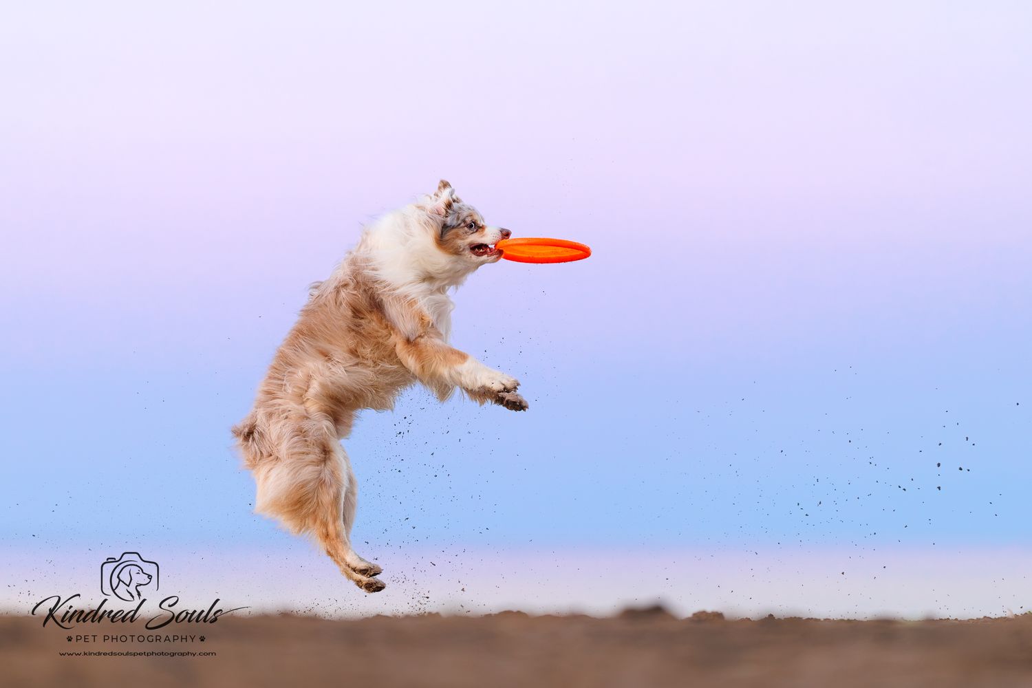 A fluffy dog leaps mid-air catching an orange frisbee against a soft blue-purple sky backdrop.
