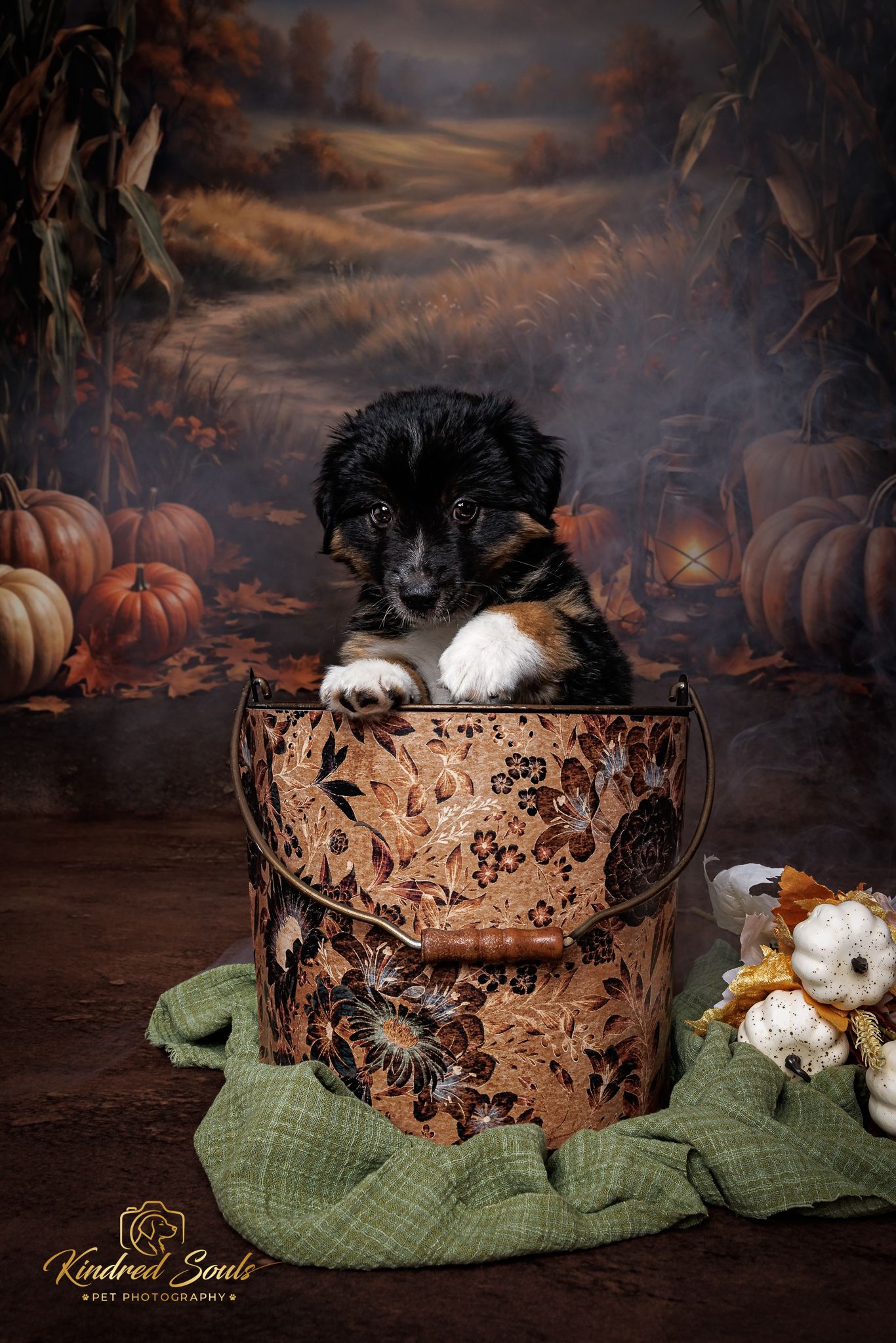 Adorable black and tan puppy sitting in a decorative floral bucket with a fall pumpkin backdrop in a professional pet photo.