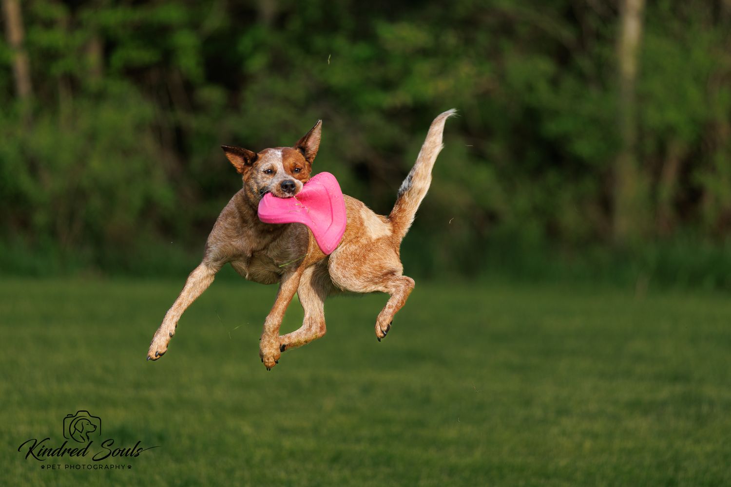 A brown and white dog leaps through the air catching a pink toy in a lush green field.