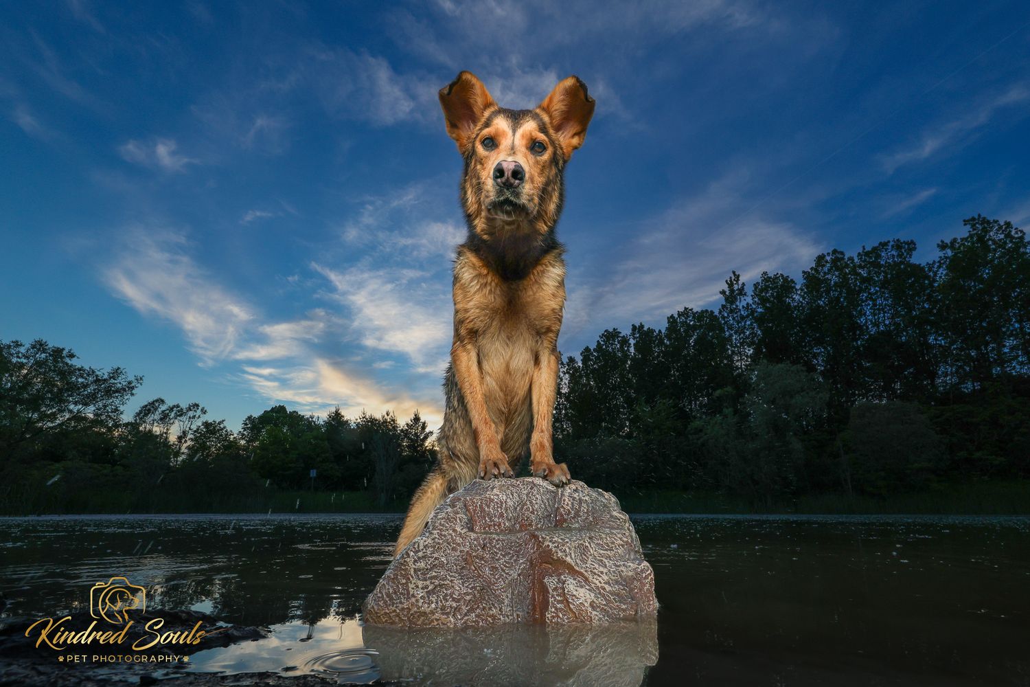 A majestic dog stands proudly on a rock in a river at dusk, with a dramatic blue sky and trees in the background.