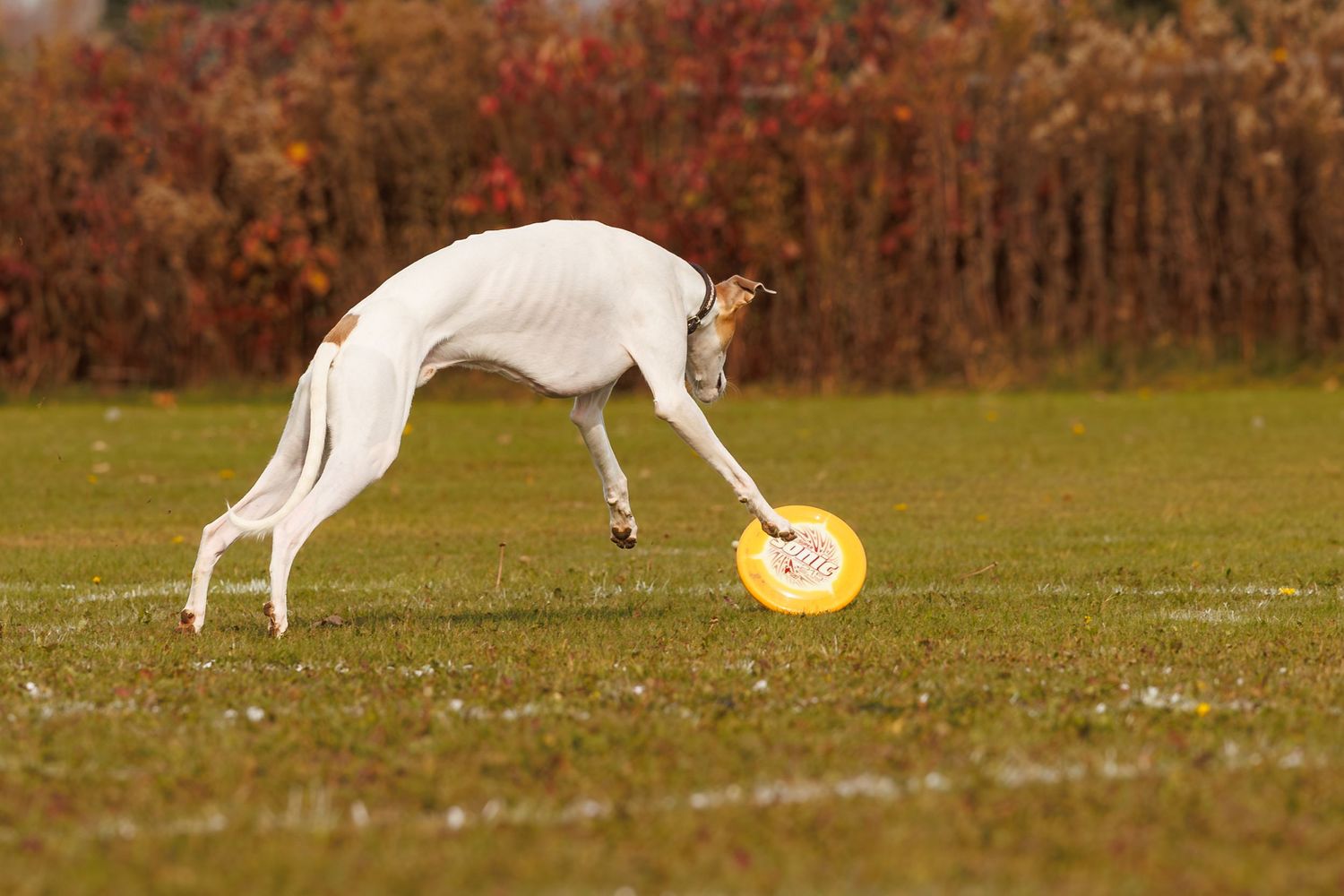 A white greyhound dog bends down to pick up a yellow frisbee on a green grass field.