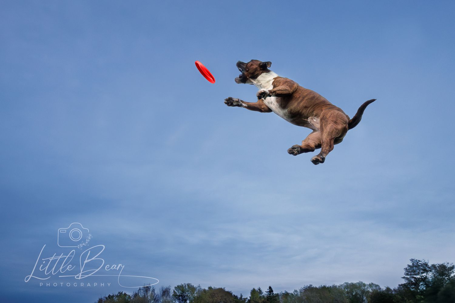 Boxer dog soaring through a blue sky to catch a red frisbee in an impressive athletic jump.
