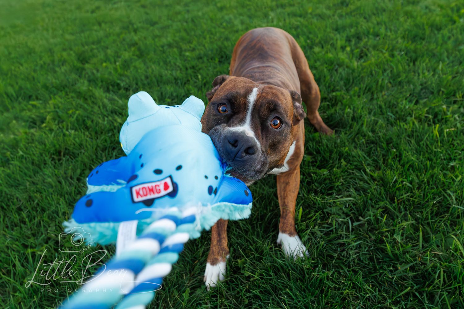 Brindle boxer dog holding a blue KONG toy in its mouth while standing on green grass.