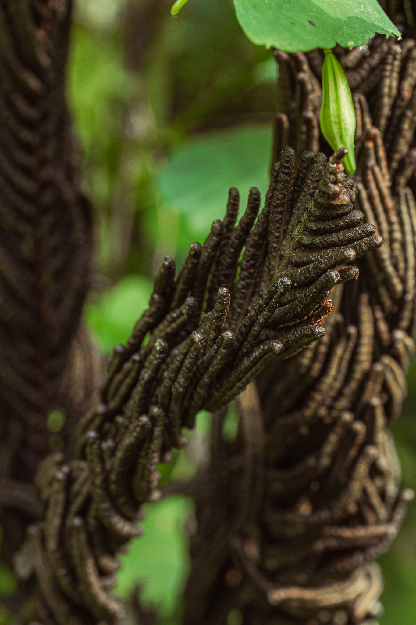 Close-up of dried curled fern fronds with brown textures and small buds against a blurred green forest background.